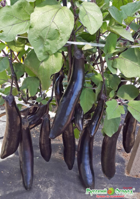 Король рынка 35штЦ(Н)