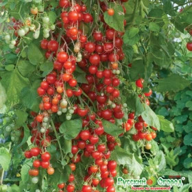 Свит Черри Ц(Н)