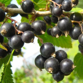 Ажурная ср (Поиск)/1шт