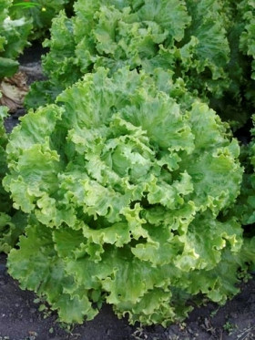 Азарт 50гр лист.\Гавриш