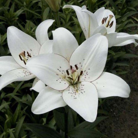 Айлинер (ЛА)  7шт