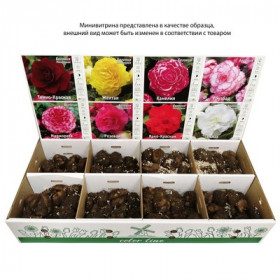 Махровый поздний V-DLT-03 ( х 8 секц.) Витрина