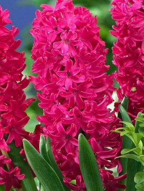 Ян Бос 14/15, 3шт