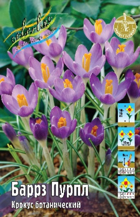 Баррз Пурпл (томм.) 5/+, 10шт