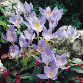 Конкэрор (осенний) 5/+, 10шт