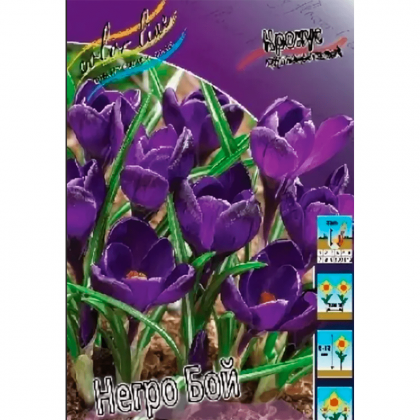 Негро Бой (крупноцв.) 7/8, 10шт