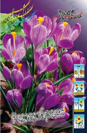 Ремембранс (крупноцв.) 7/8, 10шт