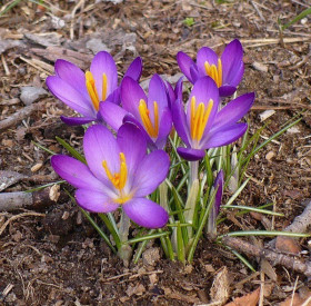 Уайтвелл Пурпл (томм.) 5/+, 10шт