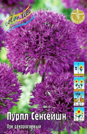 Пурпл Сенсейшн 10/12, 5шт