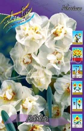 Абба (мнгцв.махр.) 12/14, 5шт