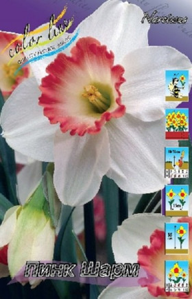 Пинк Шарм (крупнокор.) 12/14, 5шт