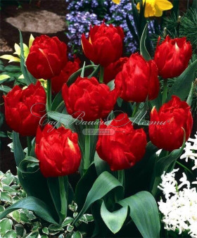 Абба 11/12 (махр.ранн.) 7шт