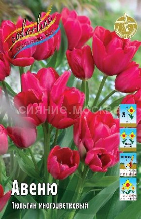 Авеню 11/12 (мнгцв.) 7шт