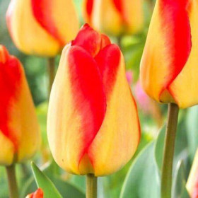 Американ Дрим 11/12 (дарв.) 8шт