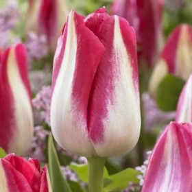 Амстердам 11/12 (триумф) 8шт