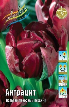 Антрацит 11/12 (махр.поздн) 7шт