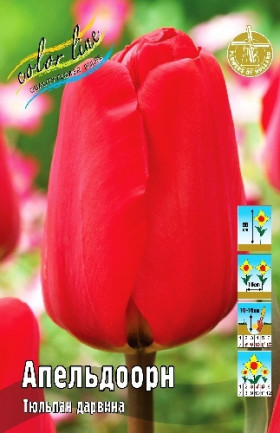 Апельдоорн 12/+ (дарв.) 8шт