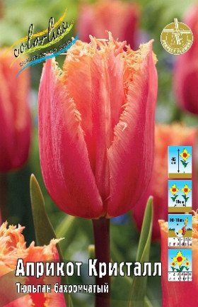 Априкот Кристалл 11/12 (бахр.) 8шт