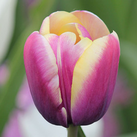 Арабиан Бьюти 11/12 (триумф) 7шт