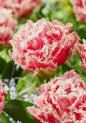 Байрон Бэй 11/12 (2й эффект) 7шт