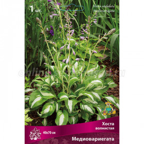 Медиовариегата  2шт