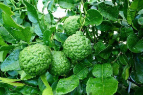 Каффир Лайм Папеда ежеиглистая 1шт Поиск