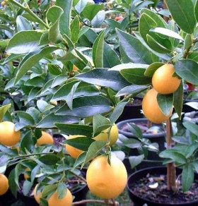 Лаймкват Лейкленд 1шт Поиск