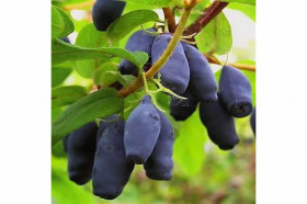 Челябинка 1шт Поиск