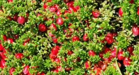 Бен Лир 1шт Поиск