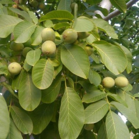 Грецкий Идеал 1шт Поиск