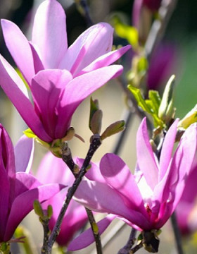 Бетти 1шт Поиск