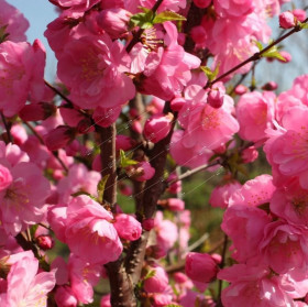 Розенмунд 1шт Поиск