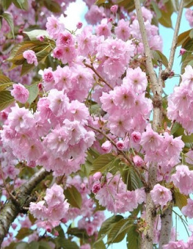 Ошидори 1шт Поиск