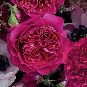 Кейт (ЗКС) ЖИЛЯК