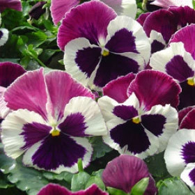 Виола Селло (100шт) Вайт виз Роуз Винг