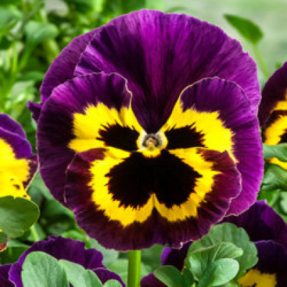 Виола Селло (100шт) Еллоу виз Парпл Винг