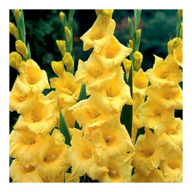 Нова Люкс 10/12 10шт Поиск