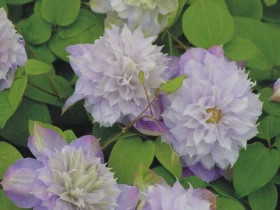 Вероника Чойс (махр) 2шт