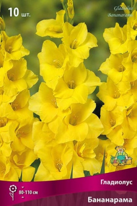Бананарама 10/12 10шт Поиск