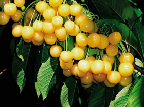 Чермашная 2-х лет./клоновый подвой 1шт/сетка Поиск