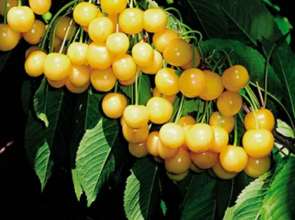 Чермашная 2-х лет./клоновый подвой 1шт/сетка Поиск