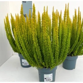 Сан Диего, р-р P12