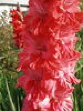 Томск (Гофр) 10/12 8шт