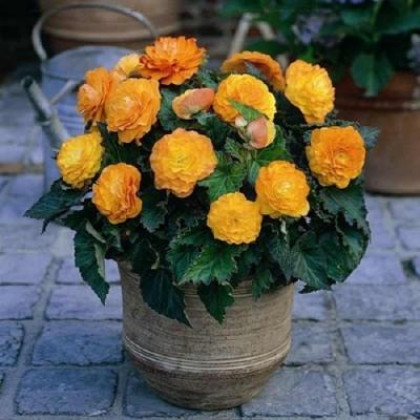 Нон Стоп Априкот 3шт