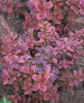 Тунберга Голден Ринг Поиск