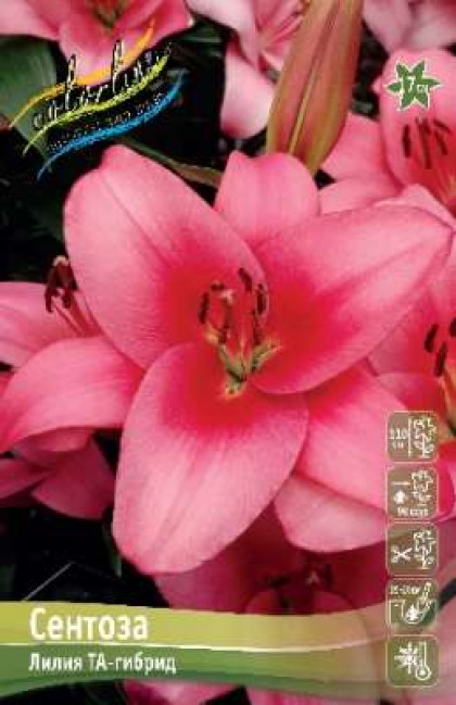 Сентоза 10/12 (ТА) 7шт