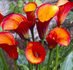 Флейм 1шт Поиск