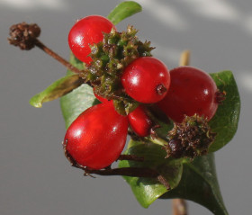 Вариегата +