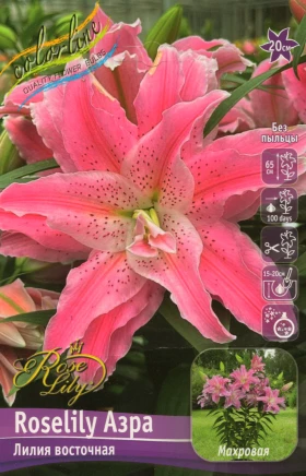 Roselily Азра (вост махр) 5шт