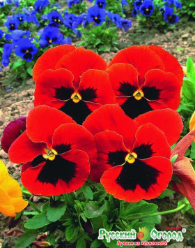 Красная шапочка Ц(Н)